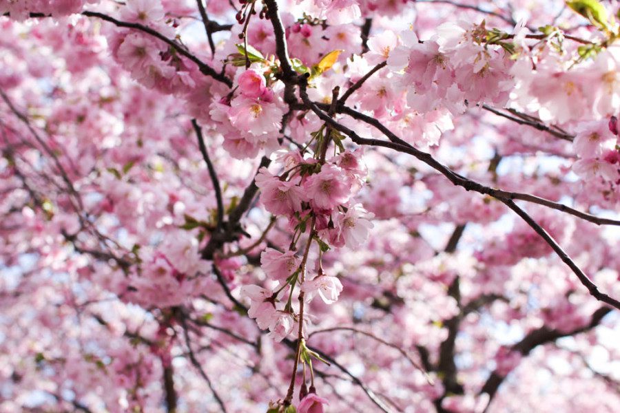 Lovely Life 482 korsbarsblommor kungsan Lovely Life