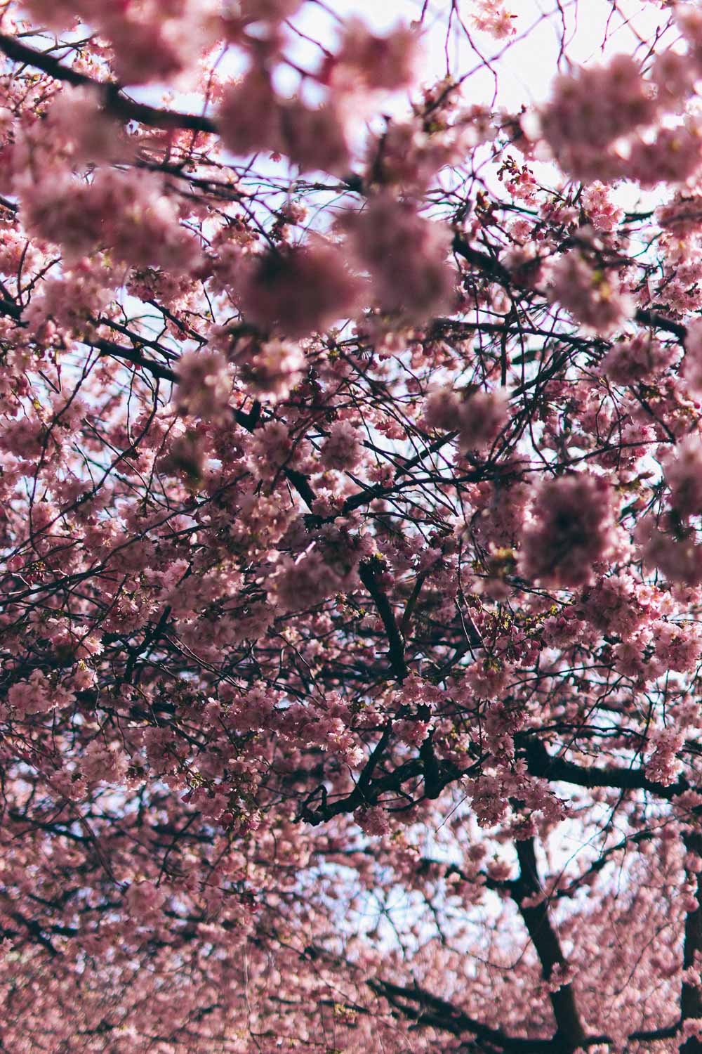 korsbarstrad kungstradgarden 2020 volang lovely life 7 Och de rosa träden blommar som om inget hänt