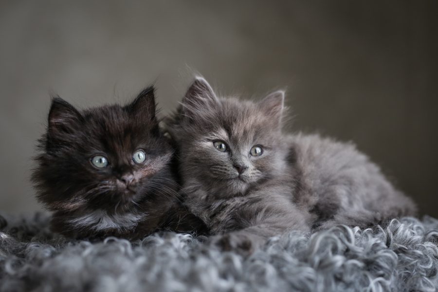 liggande900blogg 41 1 Kattungarna letar sina nya hem!