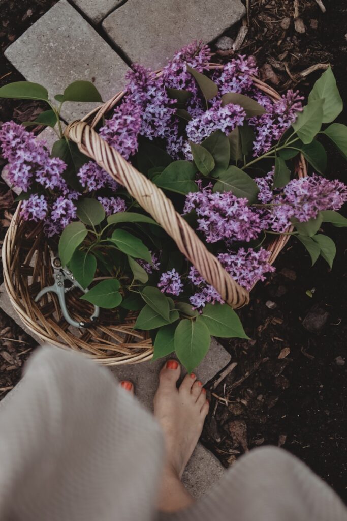 Lovely Life 379 lilacs02 Lovely Life