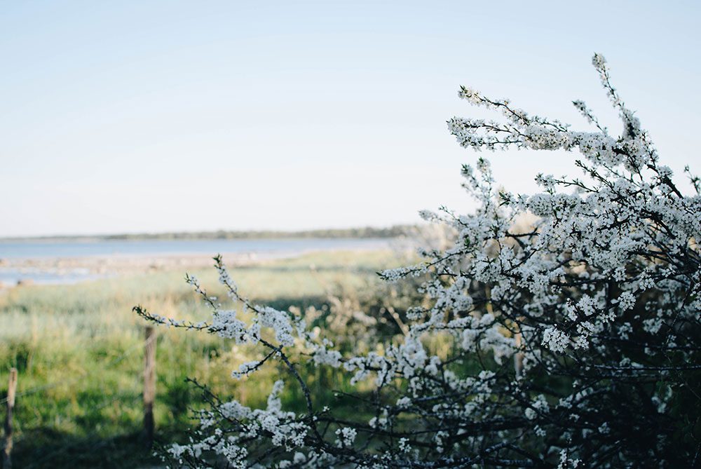 plathuset gotland middag stranden anga slanbar Lovely Life