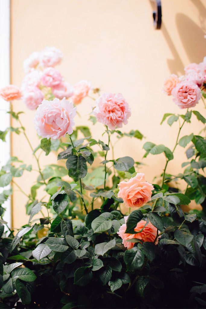 plathuset gotland semester visby rosor Lovely Life