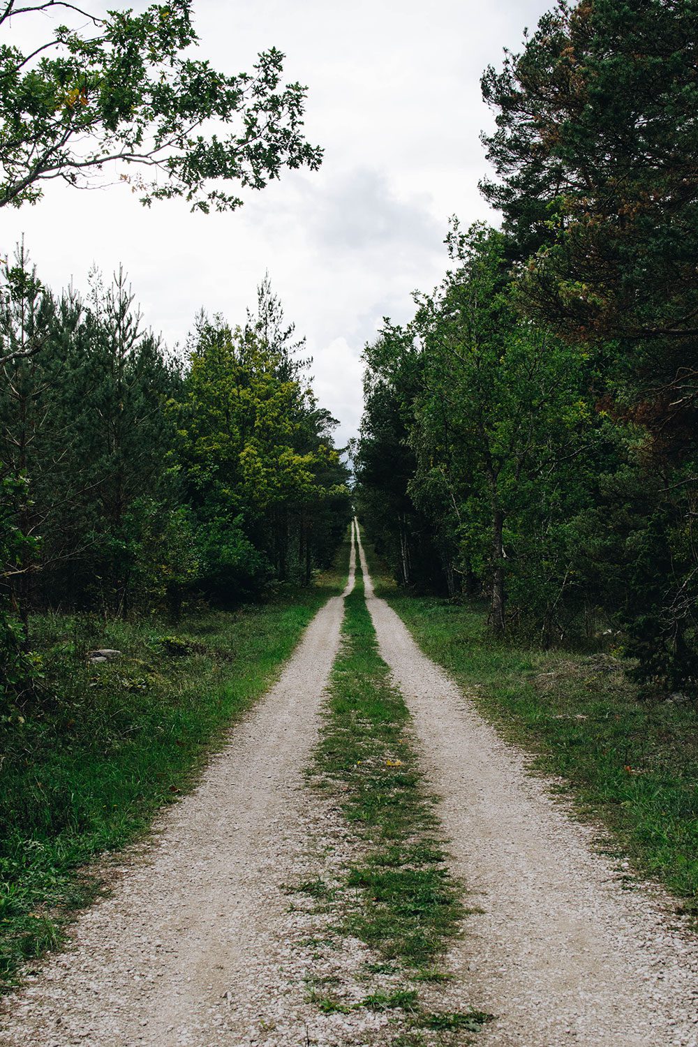 plathuset gotland skogen svamp 10 Enkel äppelkaka och svampjakt