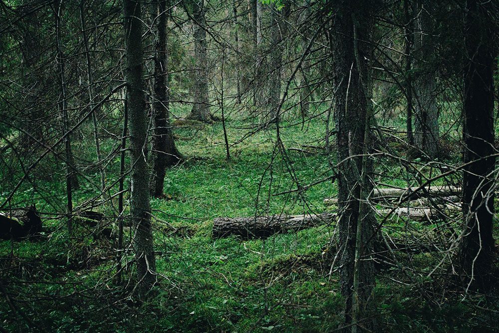 plathuset gotland skogen svamp 13 Enkel äppelkaka och svampjakt