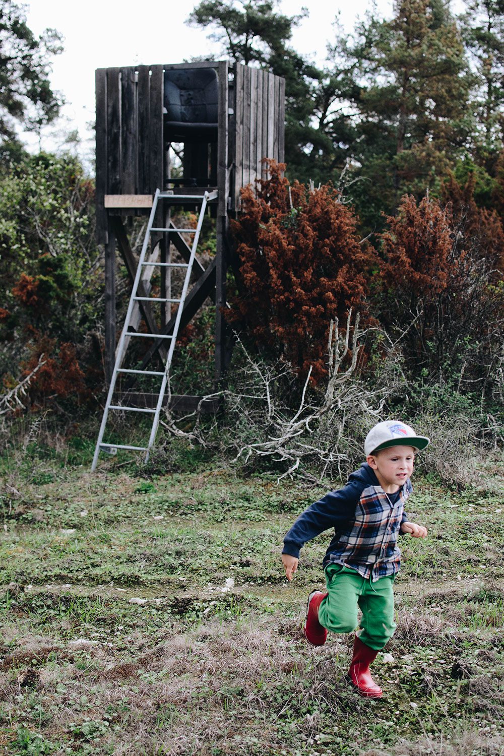 plathuset gotland skogen svamp 17 Enkel äppelkaka och svampjakt
