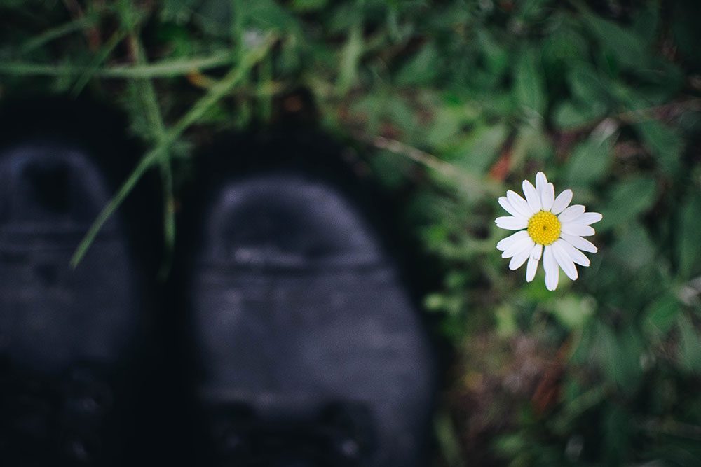 plathuset gotland skogen svamp 24 Enkel äppelkaka och svampjakt