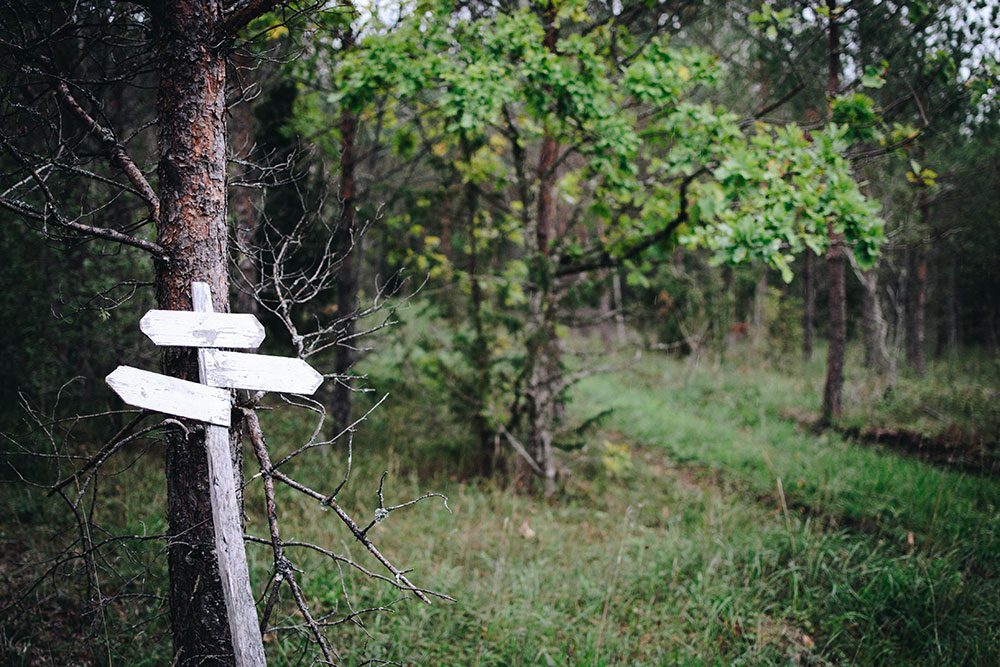 plathuset gotland skogen svamp 26 Enkel äppelkaka och svampjakt