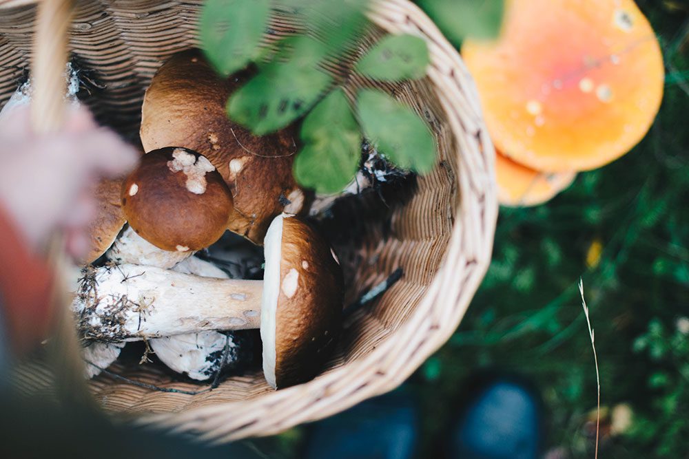 plathuset gotland skogen svamp Enkel äppelkaka och svampjakt