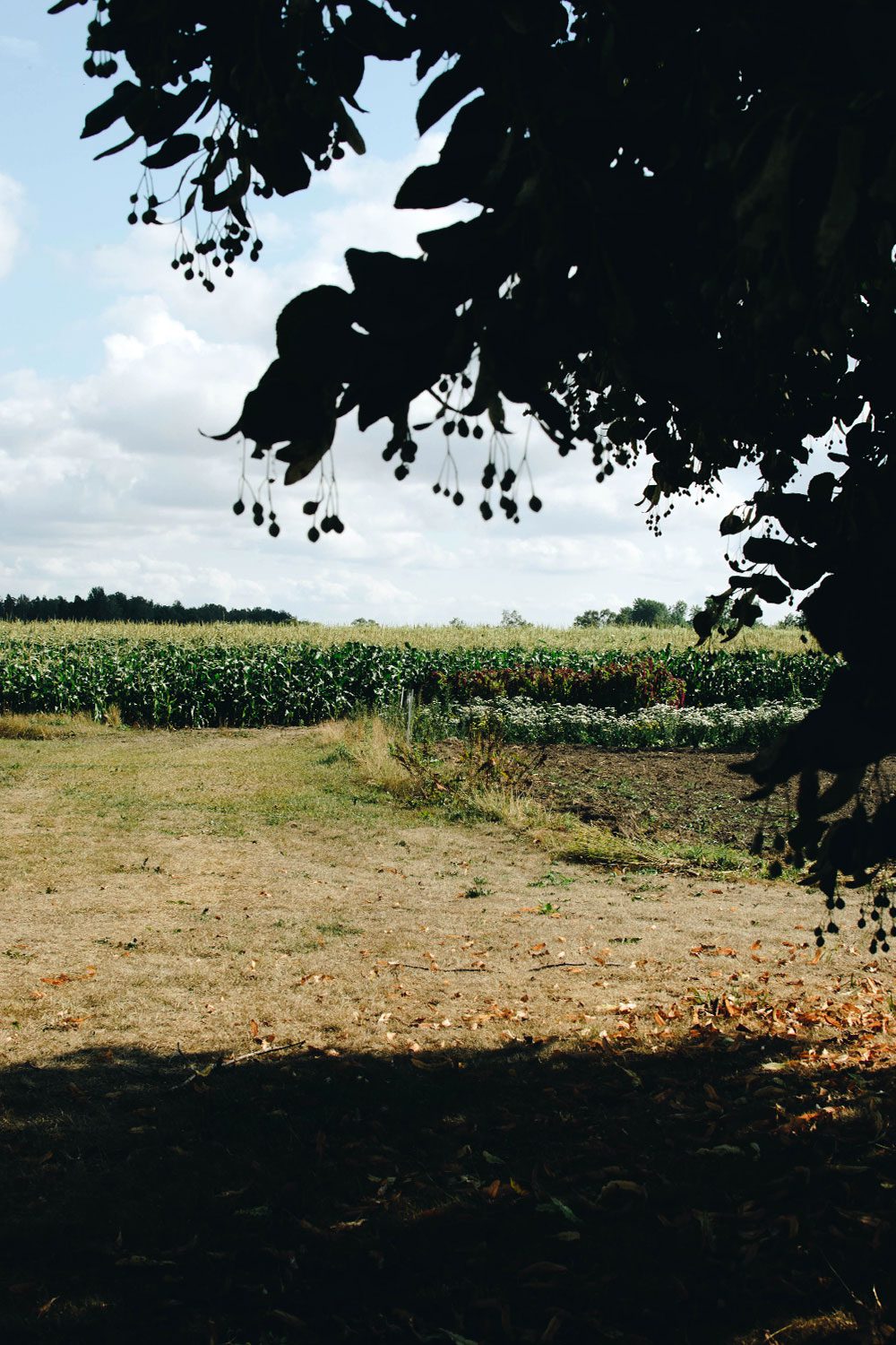 plathuset gotland stora tollby gard sjalvplock3 Självplock på stora Tollby gård och kvällsbad i Sandviken