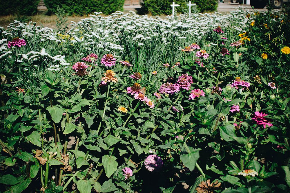 plathuset gotland stora tollby gard sjalvplock6 Självplock på stora Tollby gård och kvällsbad i Sandviken
