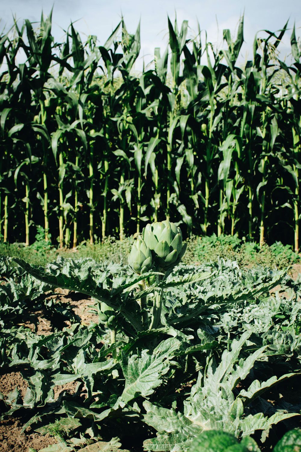 plathuset gotland stora tollby gard sjalvplock majs Självplock på stora Tollby gård och kvällsbad i Sandviken