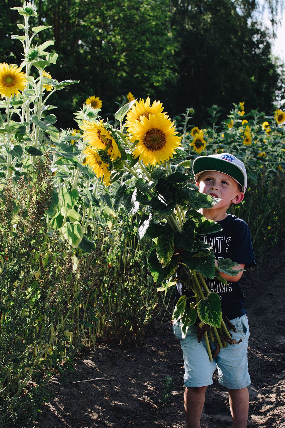 plathuset gotland stora tollby gard sjalvplock solrosor3 Självplock på stora Tollby gård och kvällsbad i Sandviken