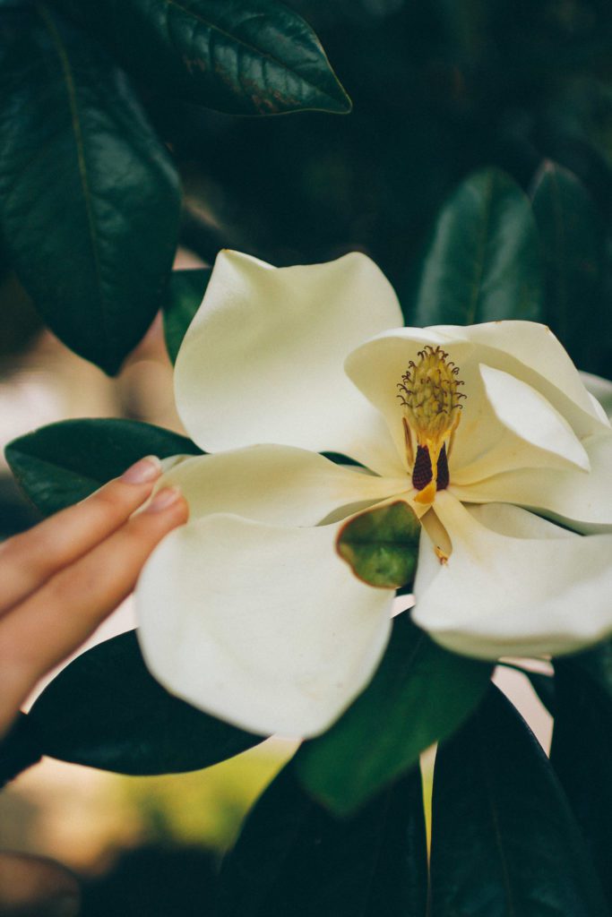 resan till sri lanka med dilmah volang lovely life 5 Lovely Life