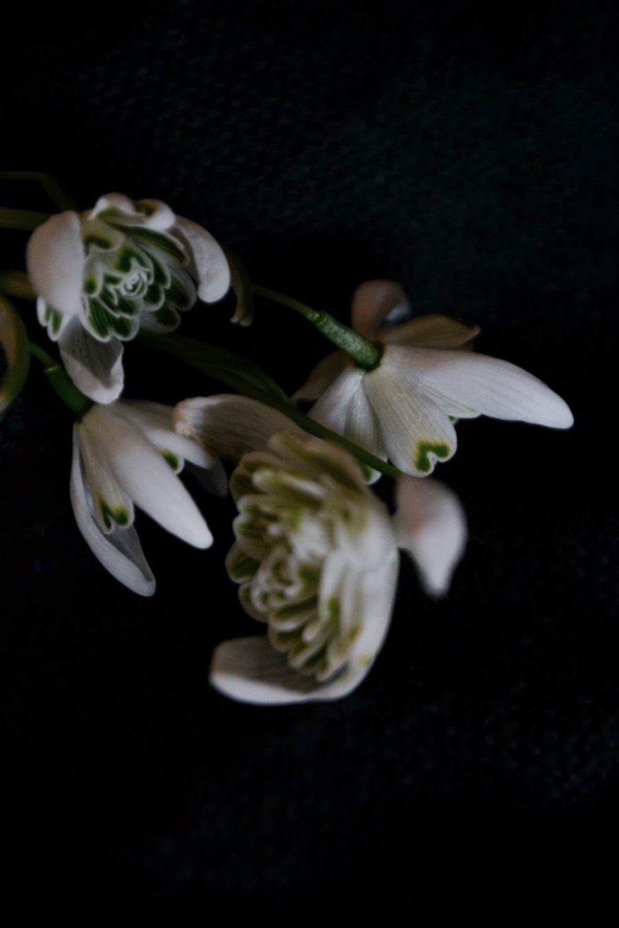 snodroppar03 En näve kärlek och tankar kring Corona