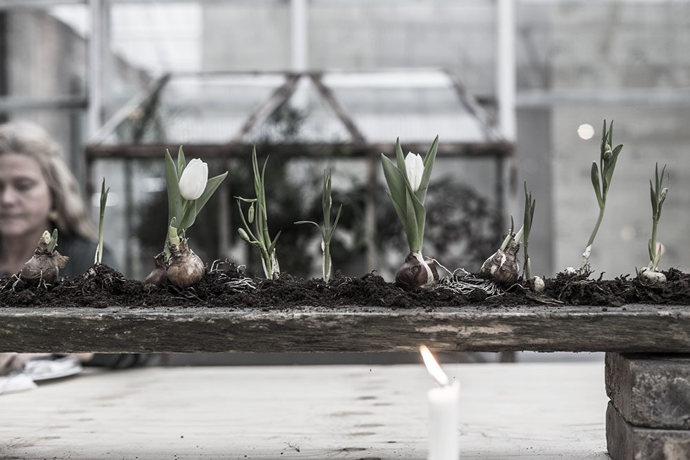 Läs mer om artikeln Rosendals trädgård