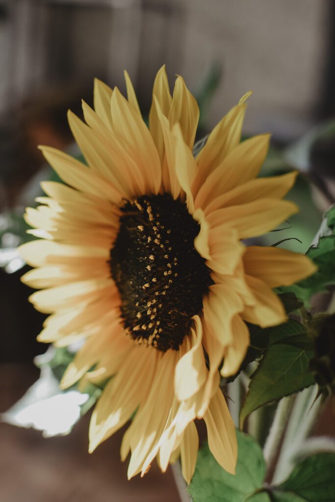 sunflower01 Lovely Life