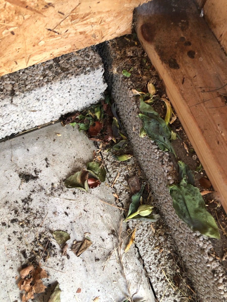 Lite från senaste 1 tulpantjuvar01 Lite från senaste