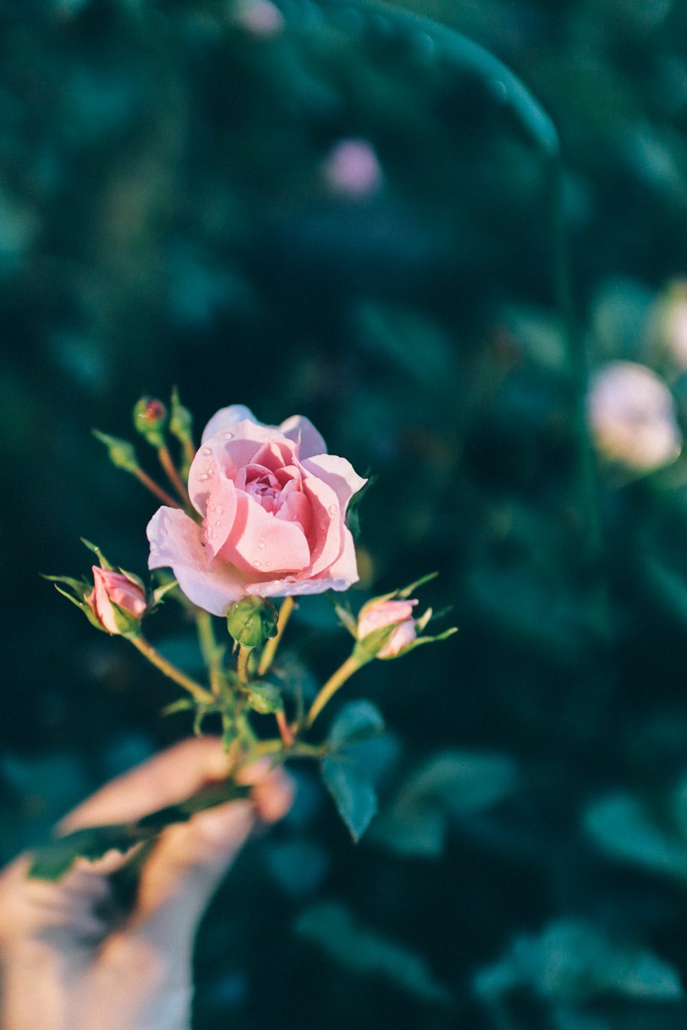 volang linda kolonilott 10 Sommaren på kolonilotten