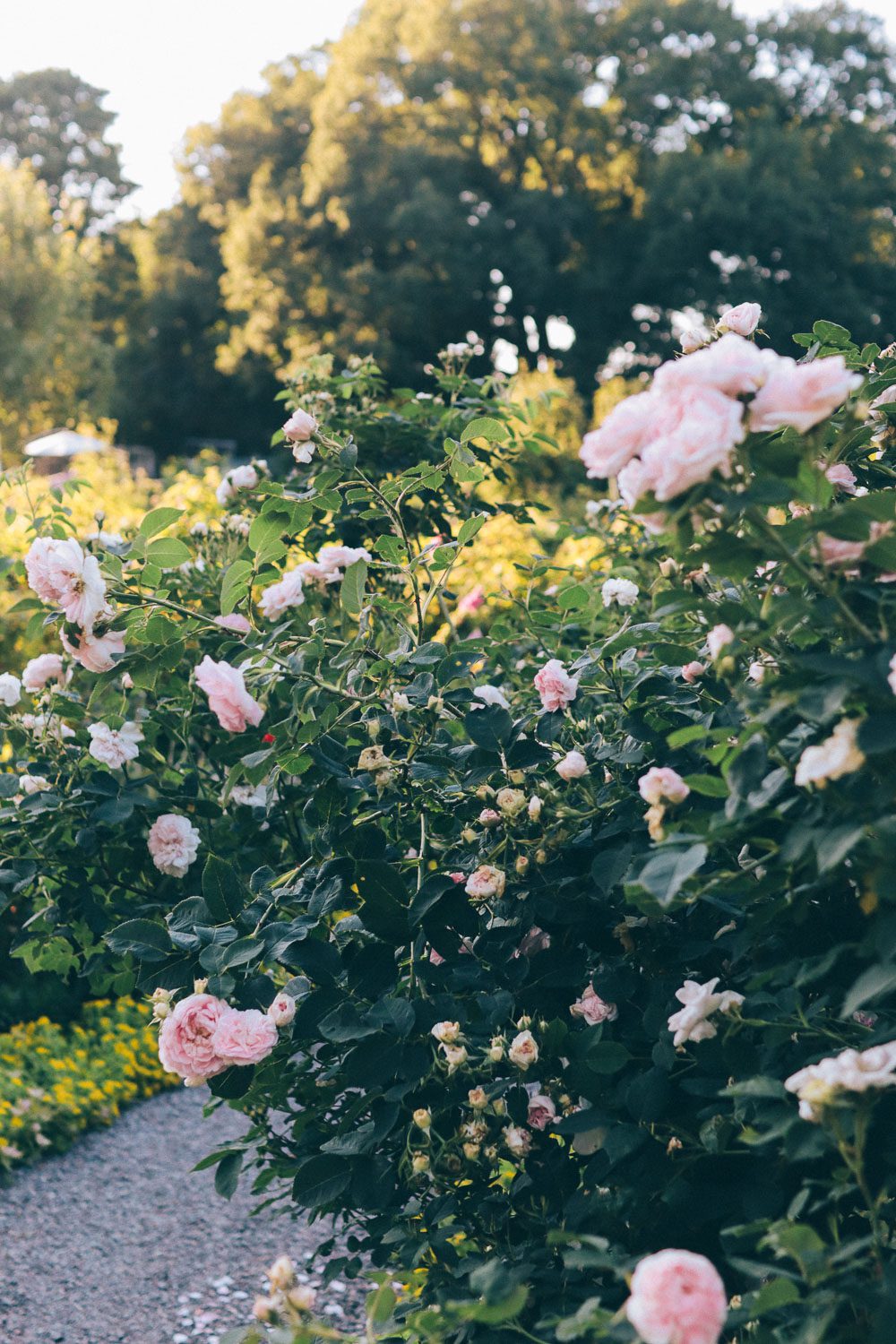 volang linda kolonilott Sommaren på kolonilotten
