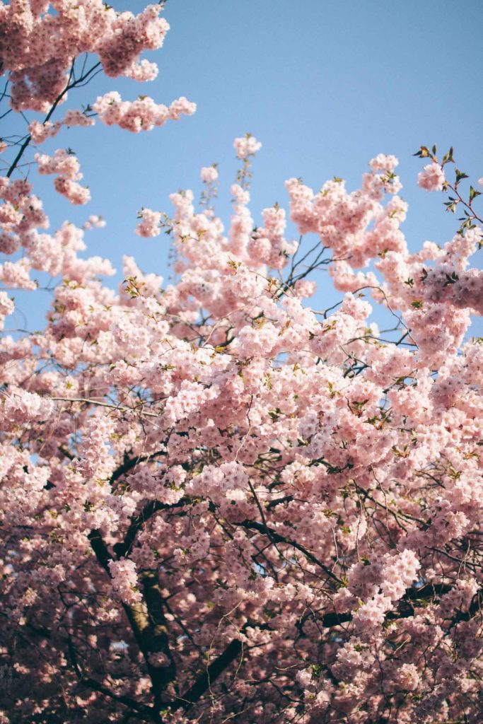 Lovely Life 400 volang lovely life korsbarstrad kungstradgarden Lovely Life