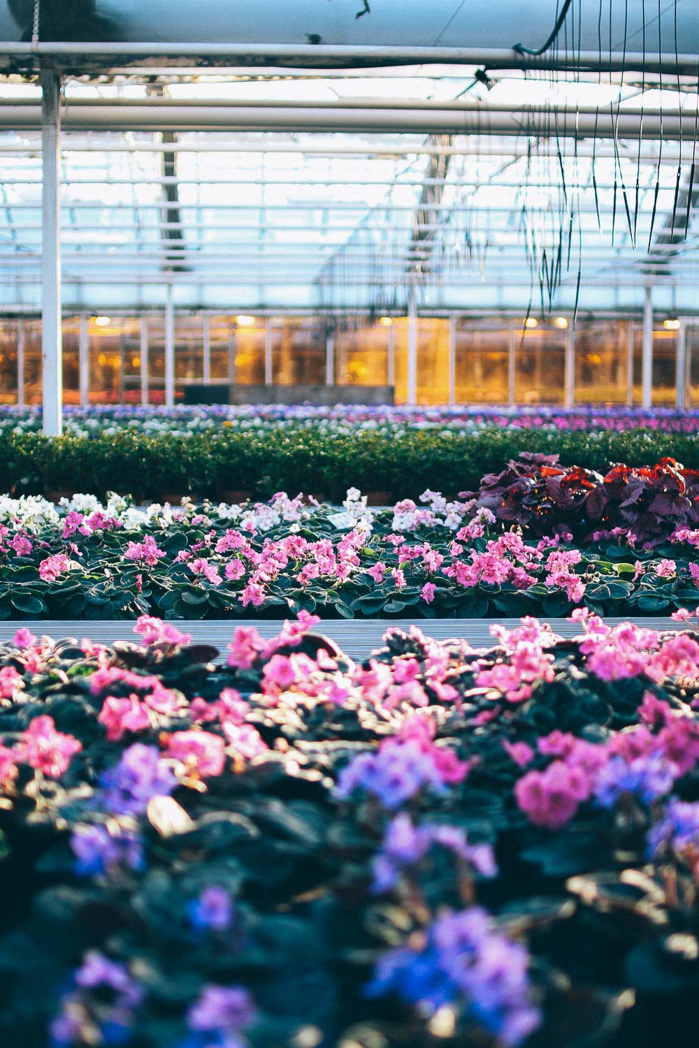 volang lovely life ulriksdals tradgardscafe 2 Bästa vinterutflykten; ett besök på Slottsträdgården Ulriksdal