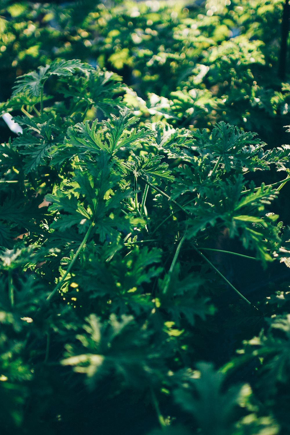 volang lovely life ulriksdals tradgardscafe 3 Bästa vinterutflykten; ett besök på Slottsträdgården Ulriksdal