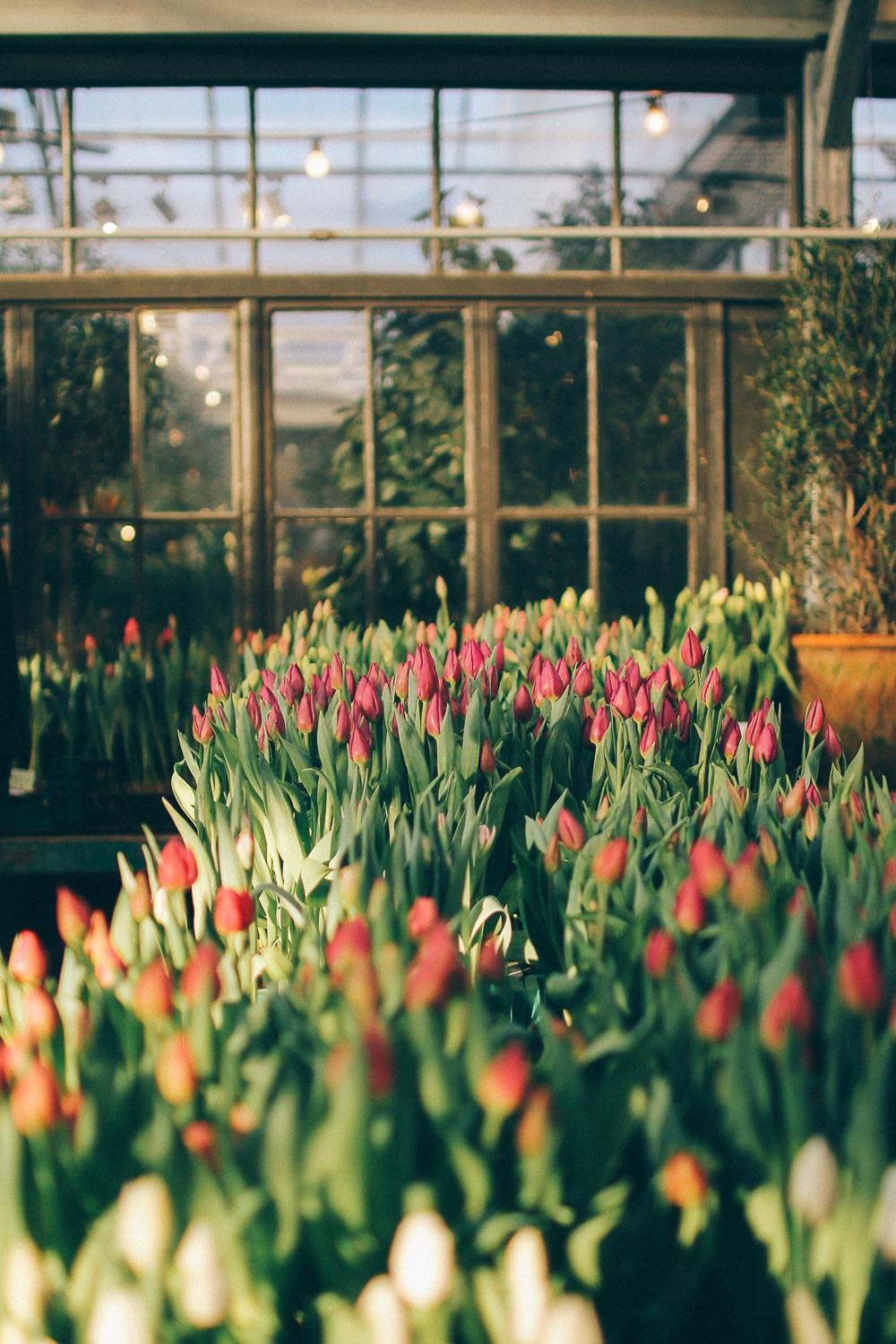 volang lovely life ulriksdals tradgardscafe 8 Bästa vinterutflykten; ett besök på Slottsträdgården Ulriksdal
