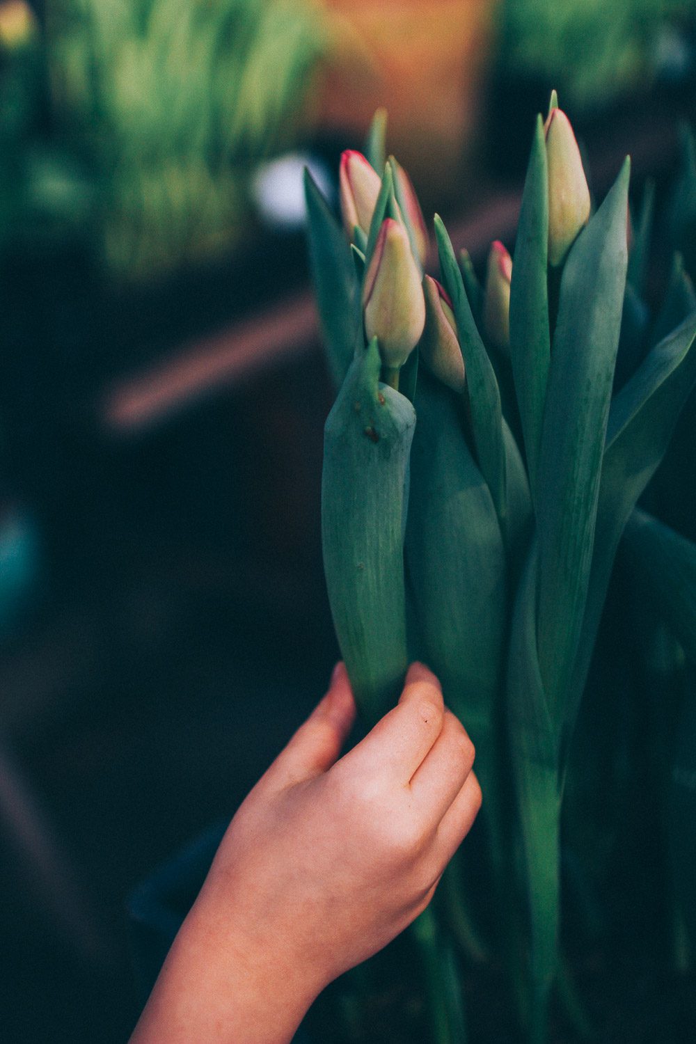 volang lovely life ulriksdals tradgardscafe 9 Bästa vinterutflykten; ett besök på Slottsträdgården Ulriksdal