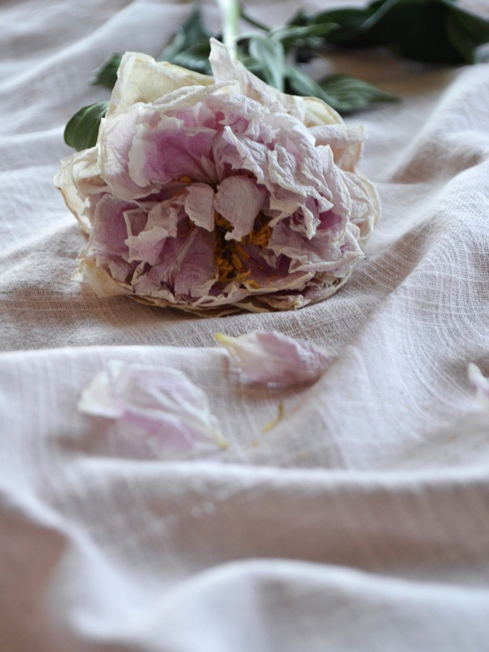 Att växtfärga med avokado