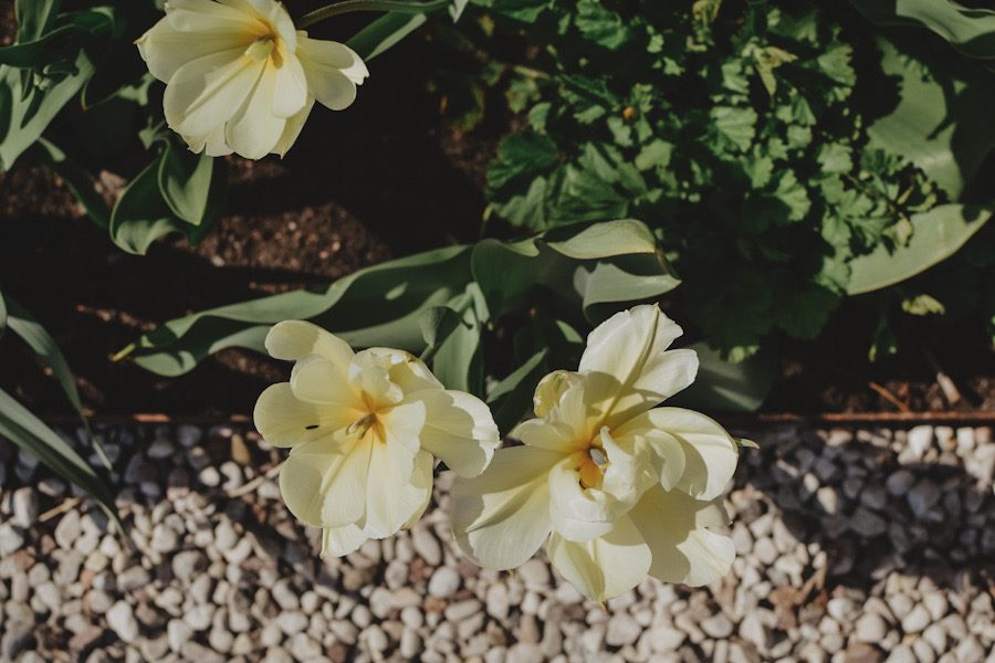 yellow tulips03 Årets första trädgårdstulpaner + dagens att-göra